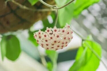 Cây giống lan Cẩm cù