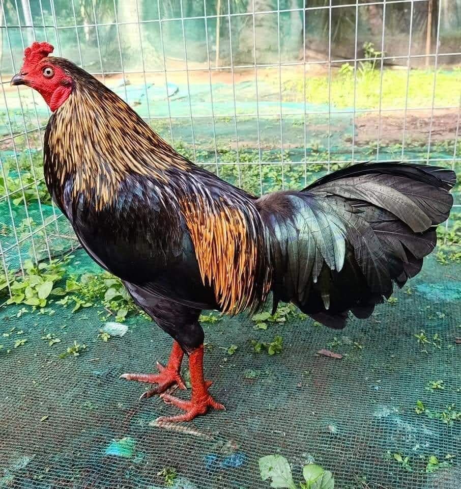 Trứng gà giống . 10 trứng gà nòi .ấp nở con giống .tặn thêm 2 trứng .