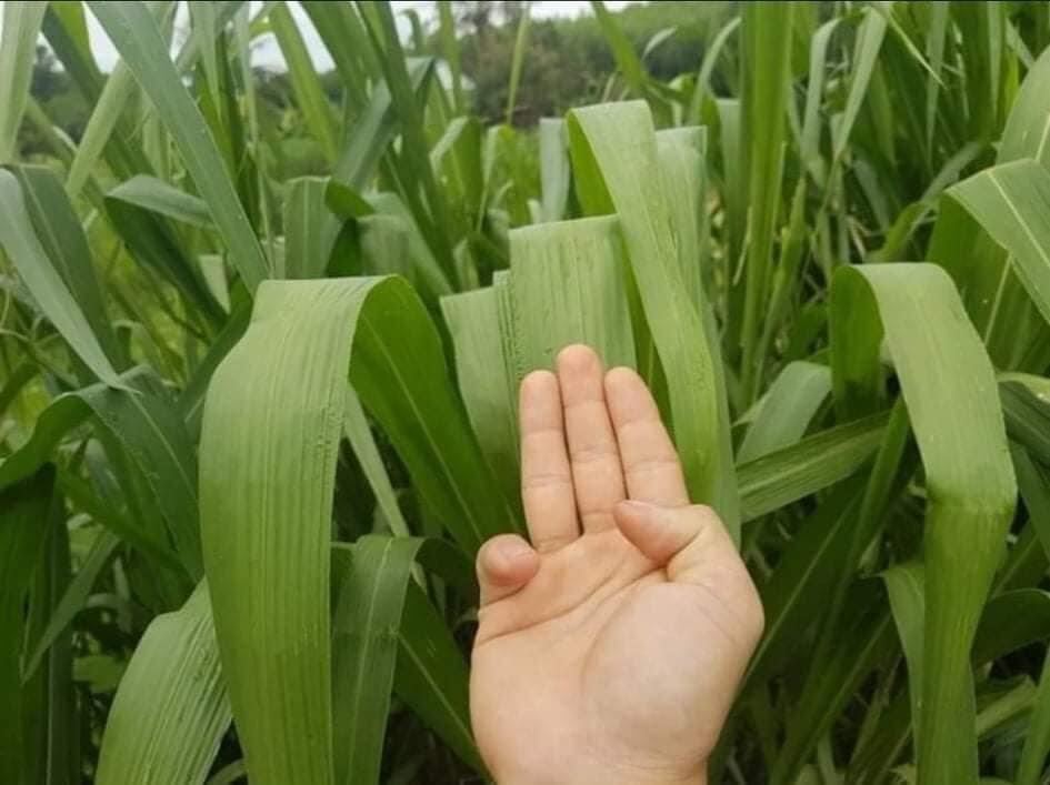 ghine sông mun 100g nhập thái lan (cỏ sả lá lớn 3 ngón tay)
