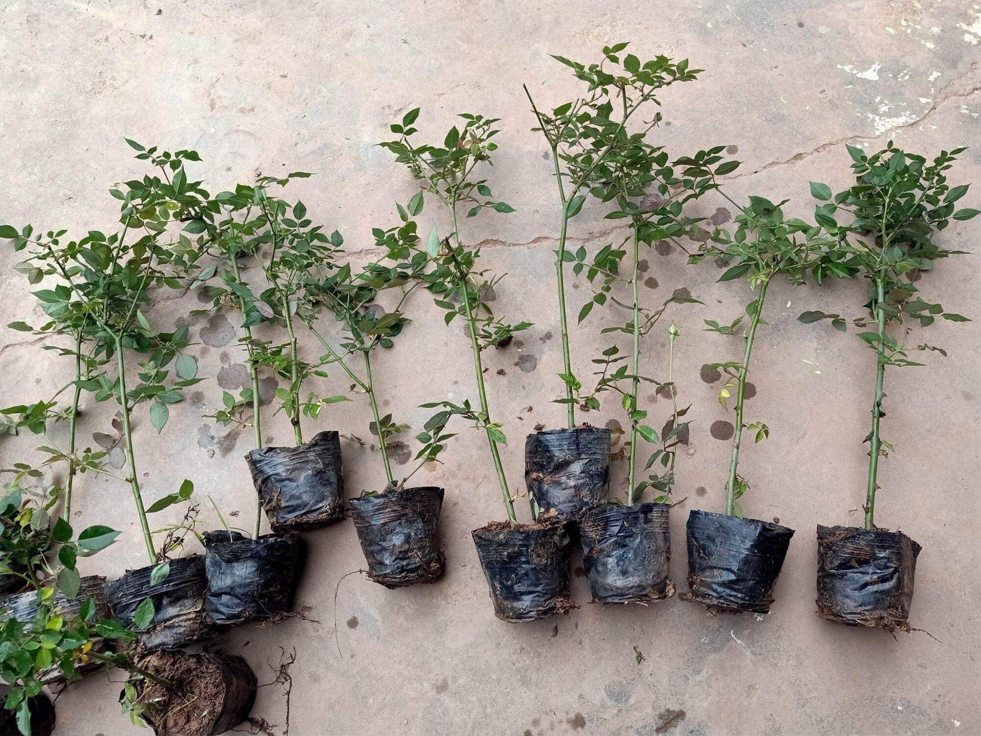 Cây giống Hoa Hồng Cổ Huế