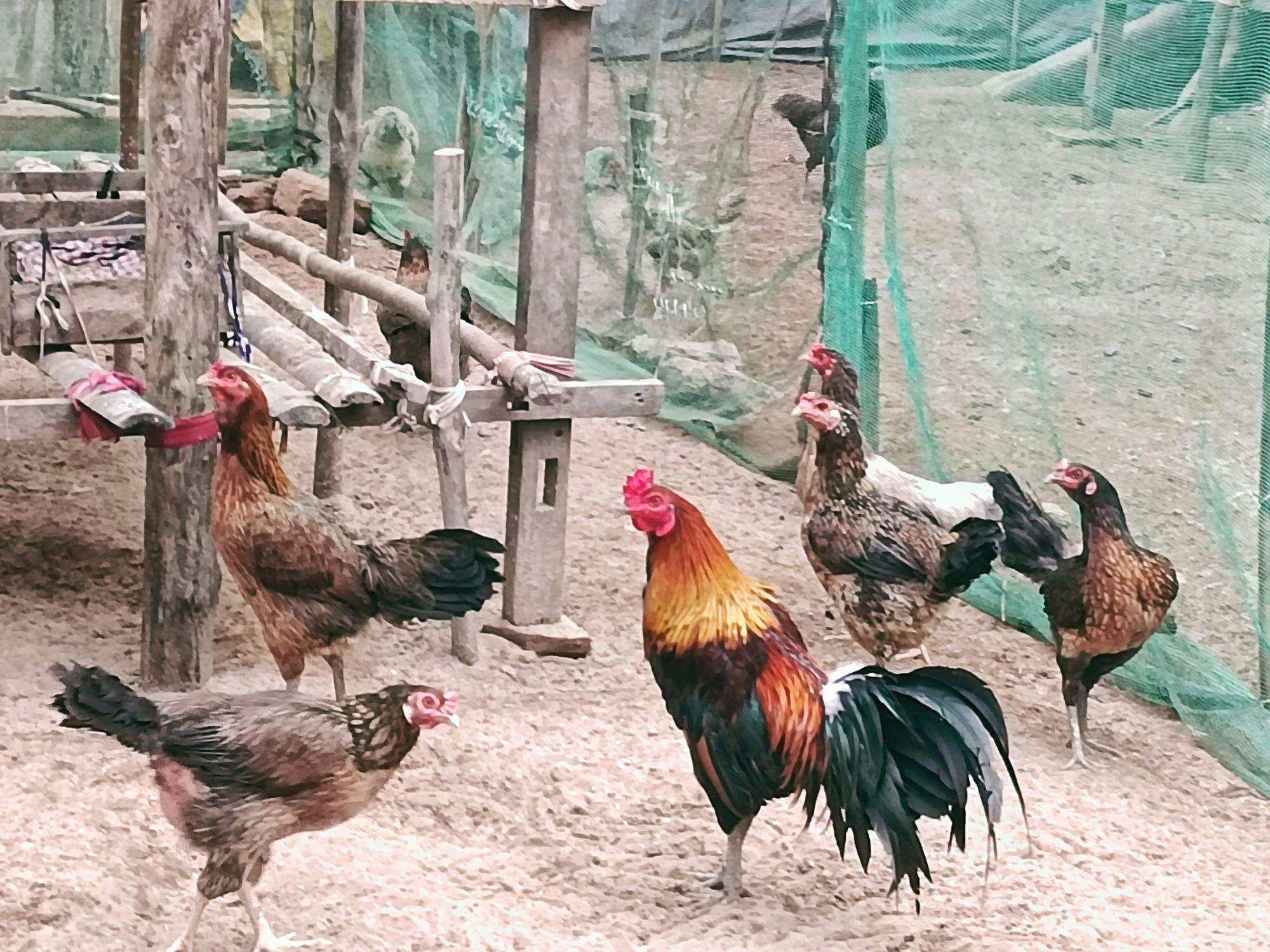 10 TRỨNG GÀ NÒI MIỀN TÂY ẤP NỞ. BAO TỈ LỆ ẤP TRÊN 85%