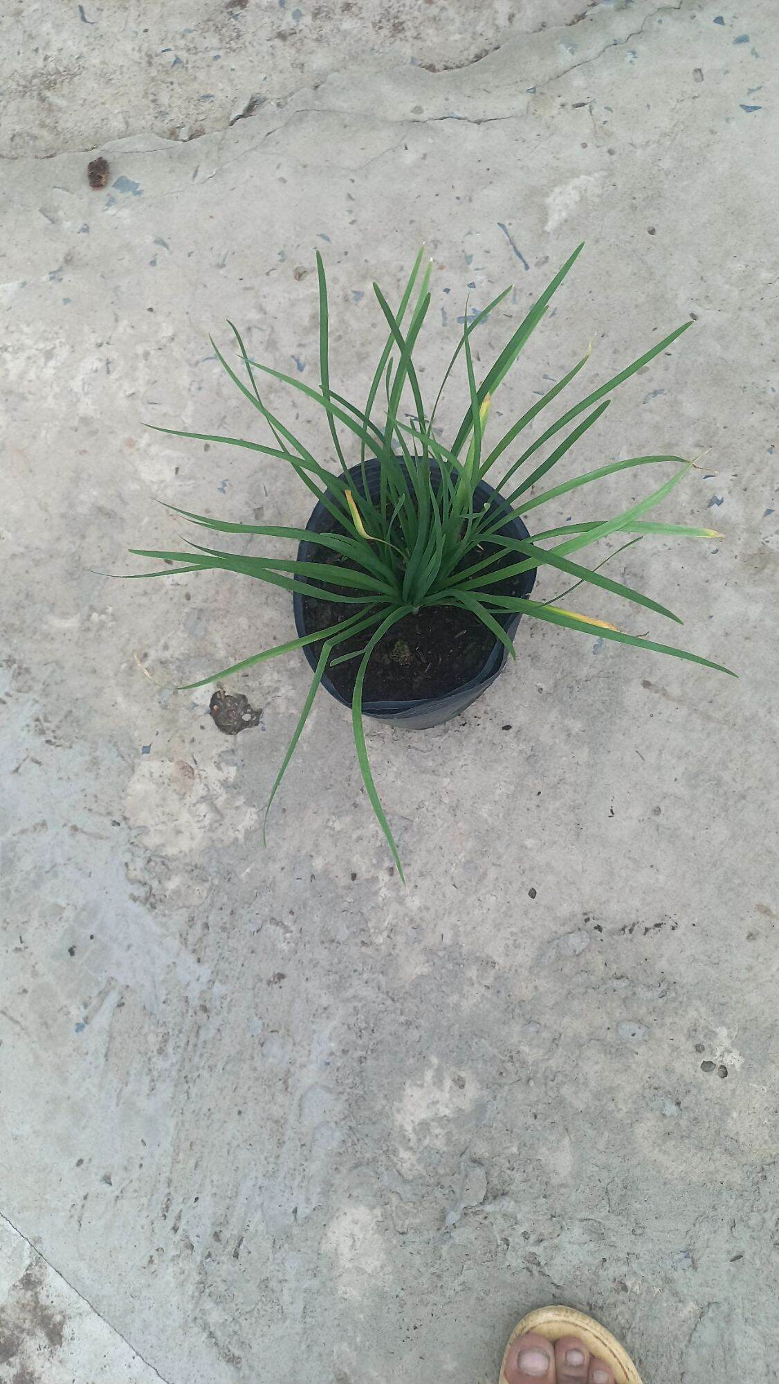 chậu hẹ, cây hẹ gống- rau hẹ (chậu)