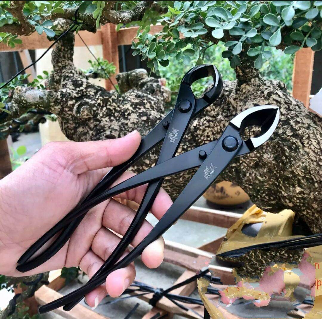 cạp tròn, xéo cây cảnh bonsai