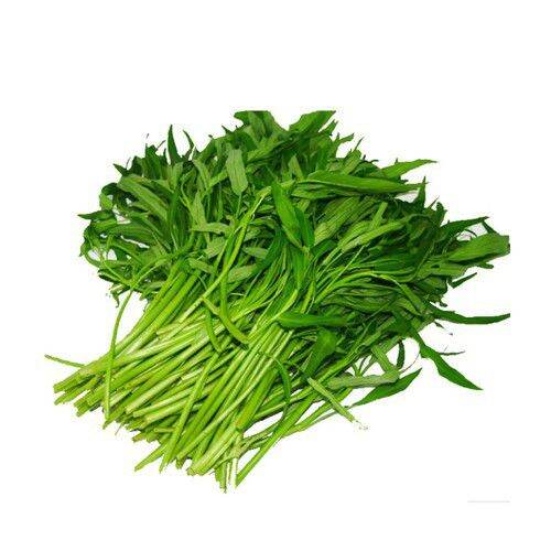 Hạt giống rau muống tre Thái Lan