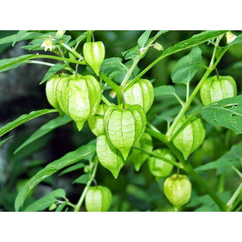 1kg cây tầm bóp khô ( cây thù lù, lồng đèn ,bôm bốp)