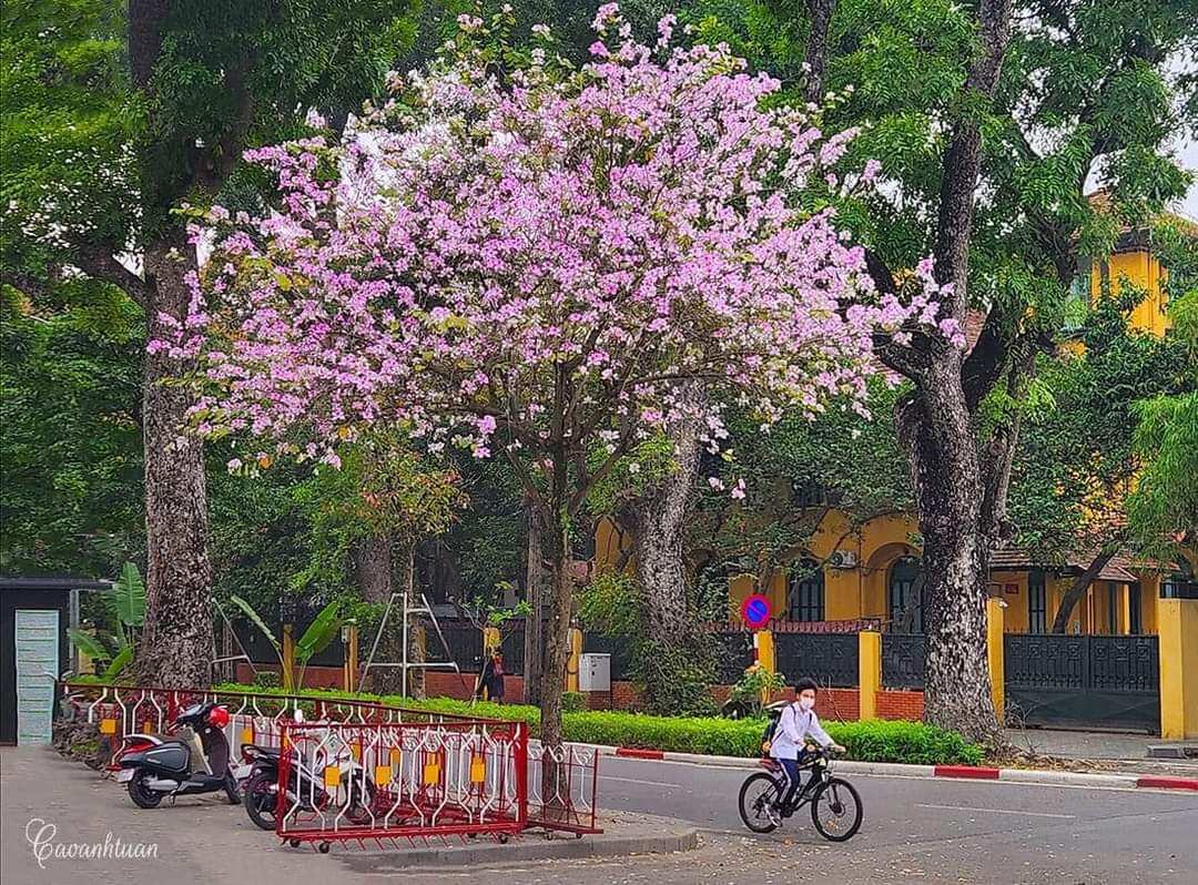 Cây giống hoa ban trắng tây bắc