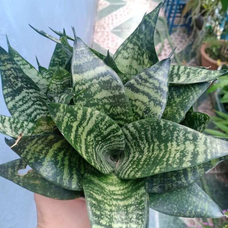 Cây lưỡi hổ lùn Thái lá xanh