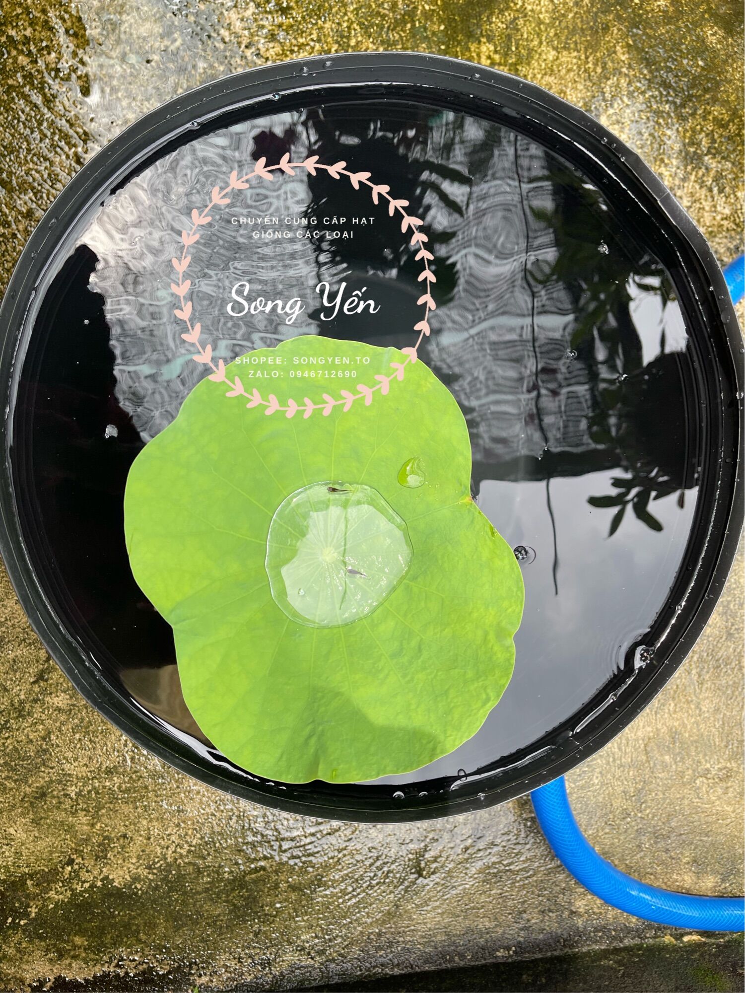 Combo 10 chậu c16 trồng sen nuôi cá loại dày 42x32cm