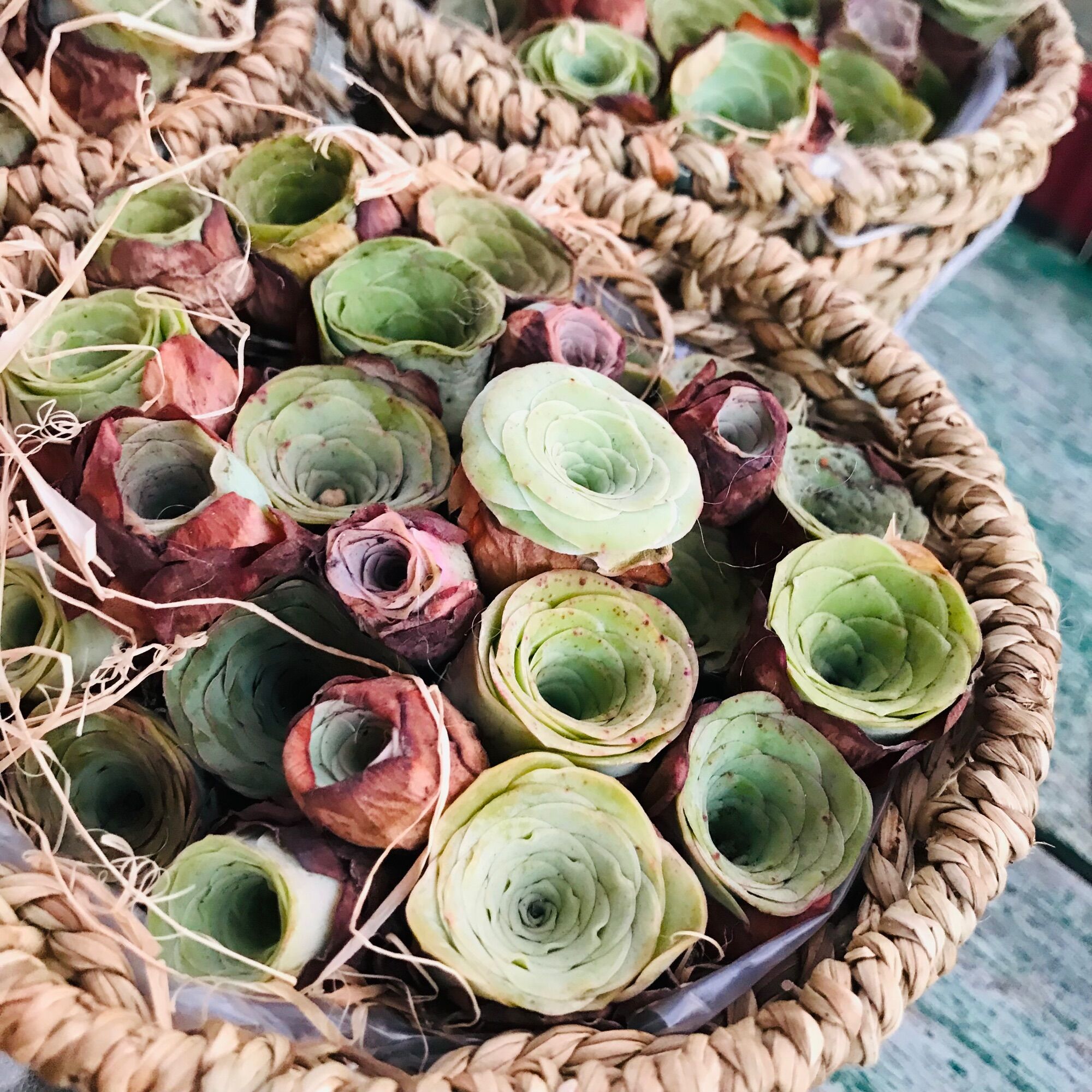 Sen đá Hoa hồng xanh Greenovia
