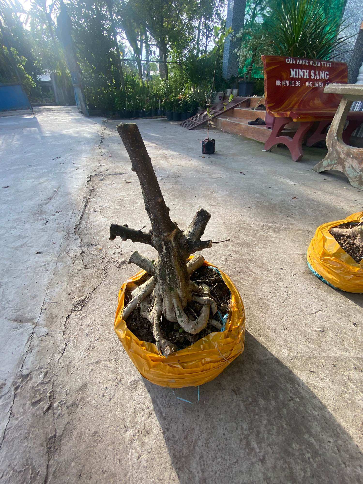Phôi mai chiếu thuỷ đen nu