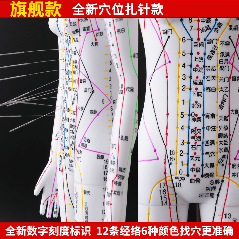 Mô hình châm cứu cơ thể người dùng y học trung quốc mô hình huyệt vị kinh mạch dạy học 60cm mô hình luyện tập trung y thực hành biểu giáo