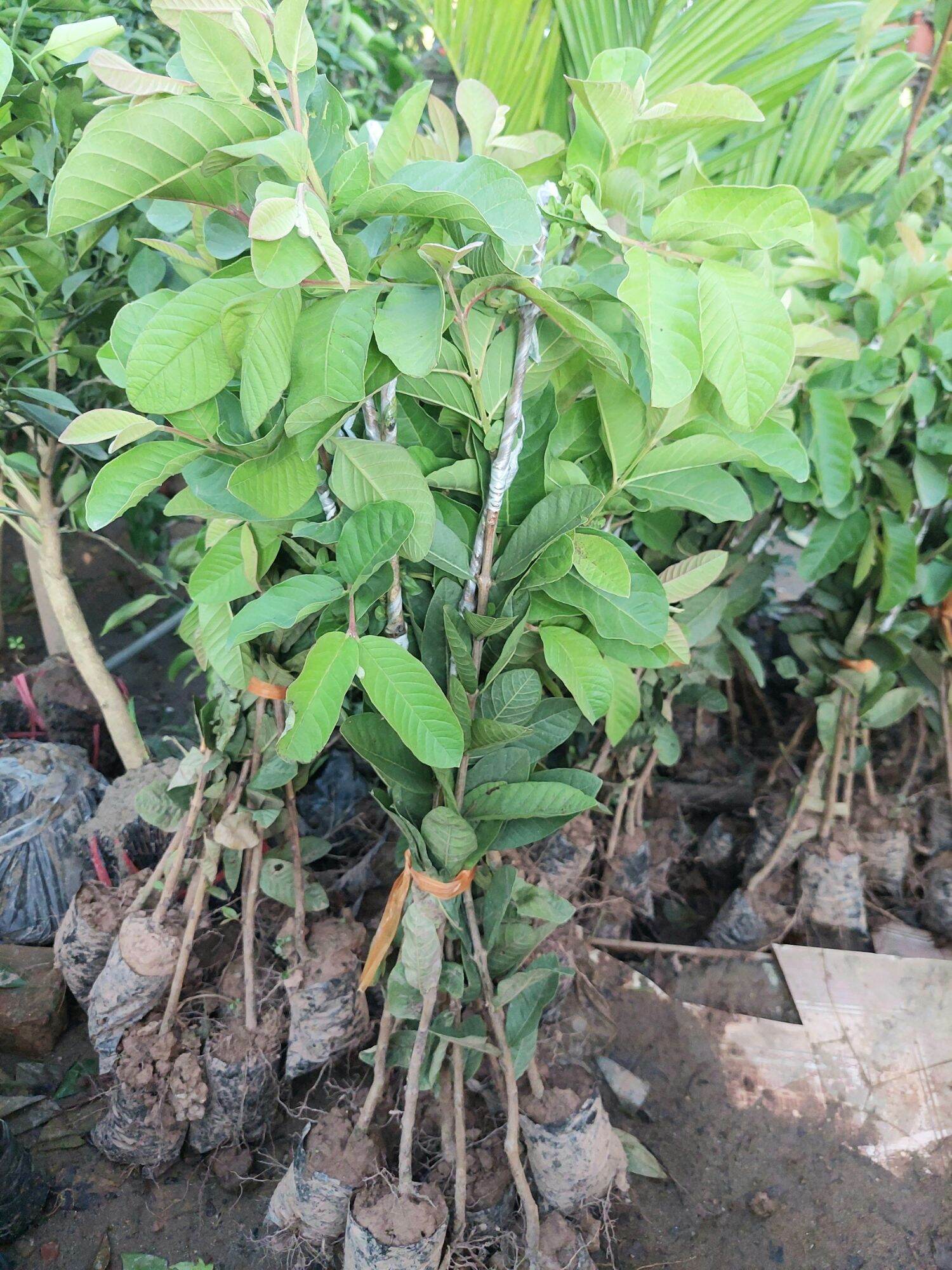 CÂY GIỐNG ỔI GĂNG CÂY GHÉP