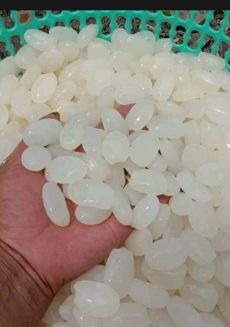 1kg đác tươi Phú Yên