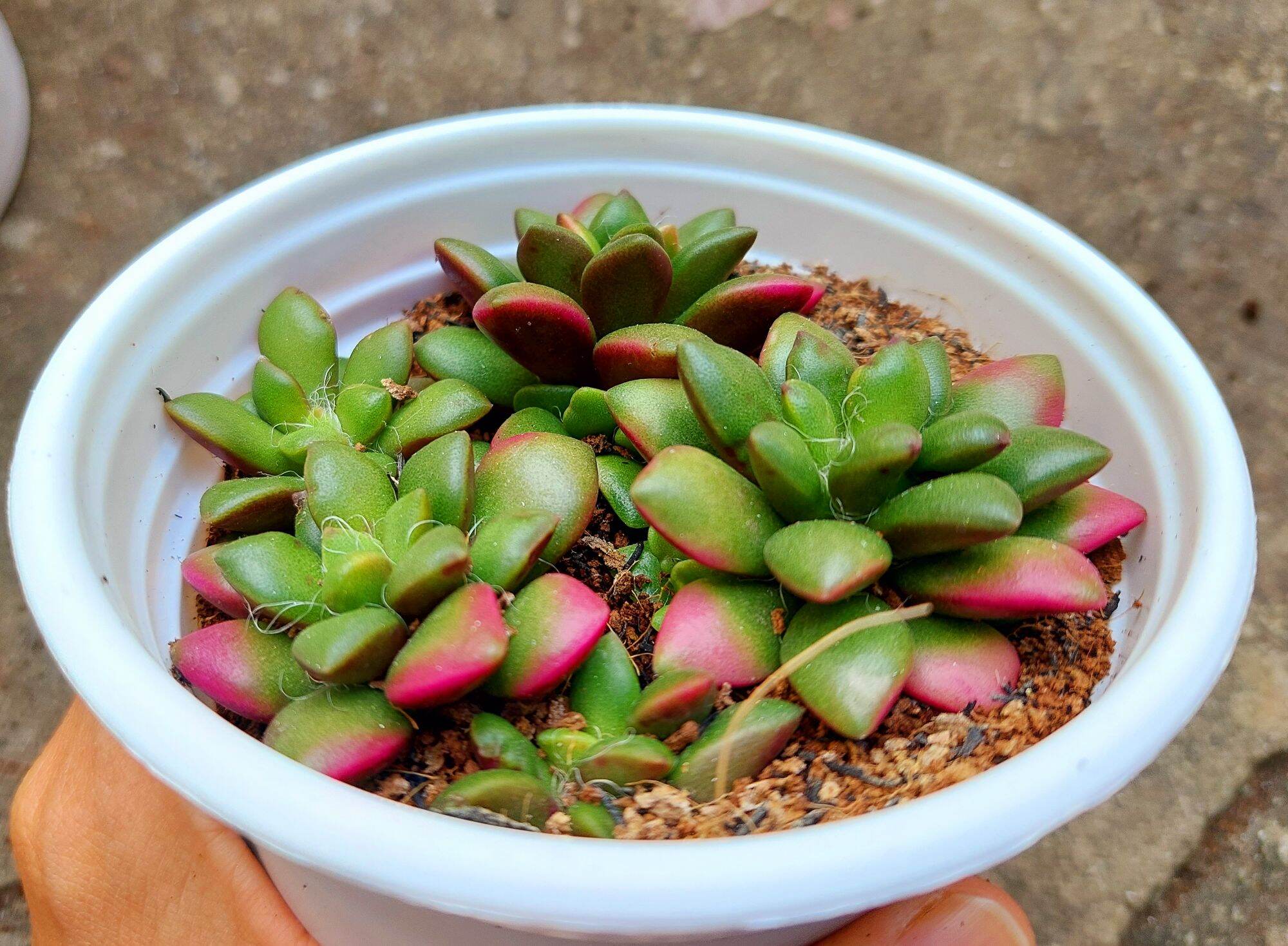 Sen đá HỒNG SAO size trung 8-10 cm