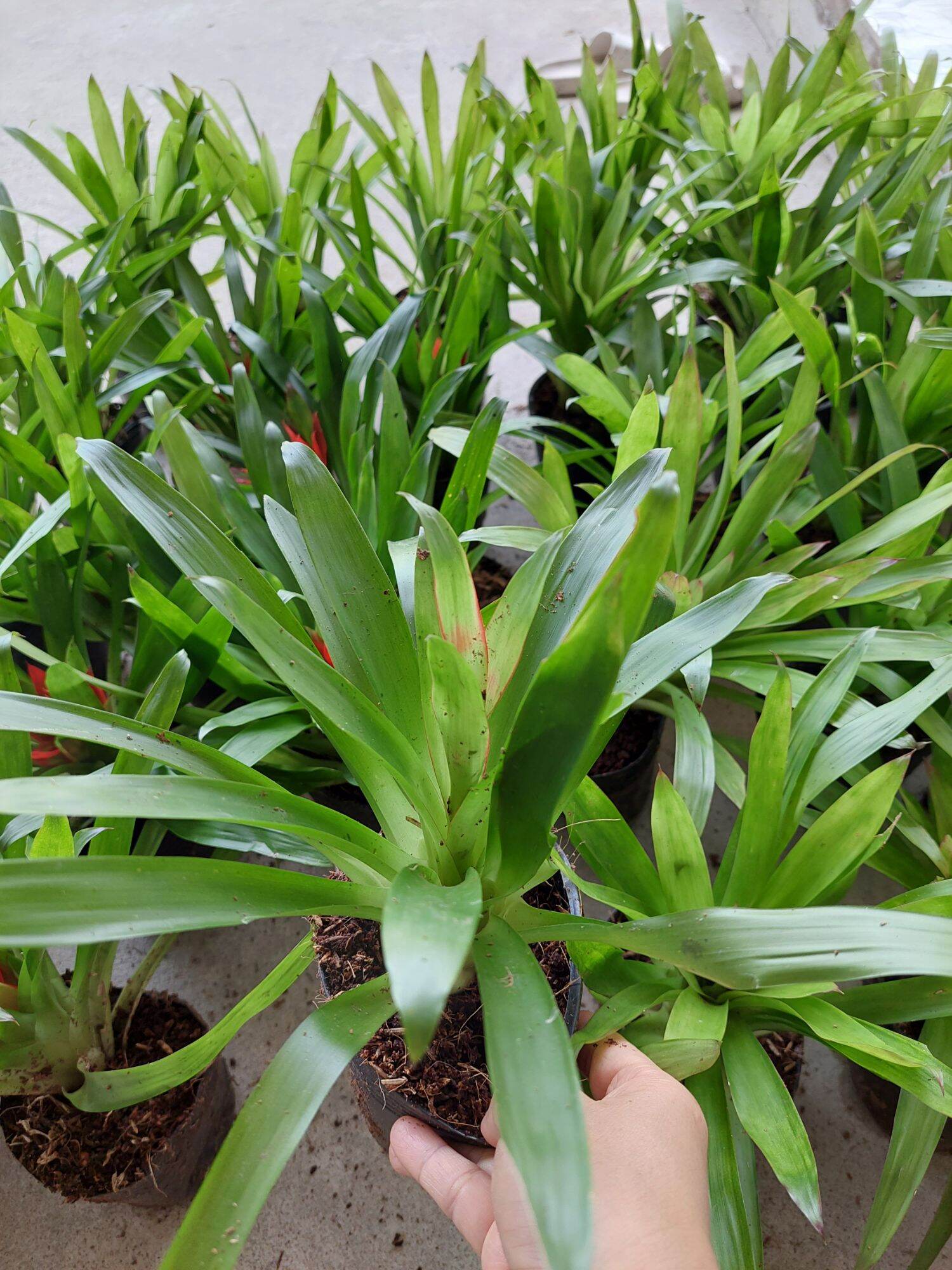 Phát lộc hoa - hoa tài lộc