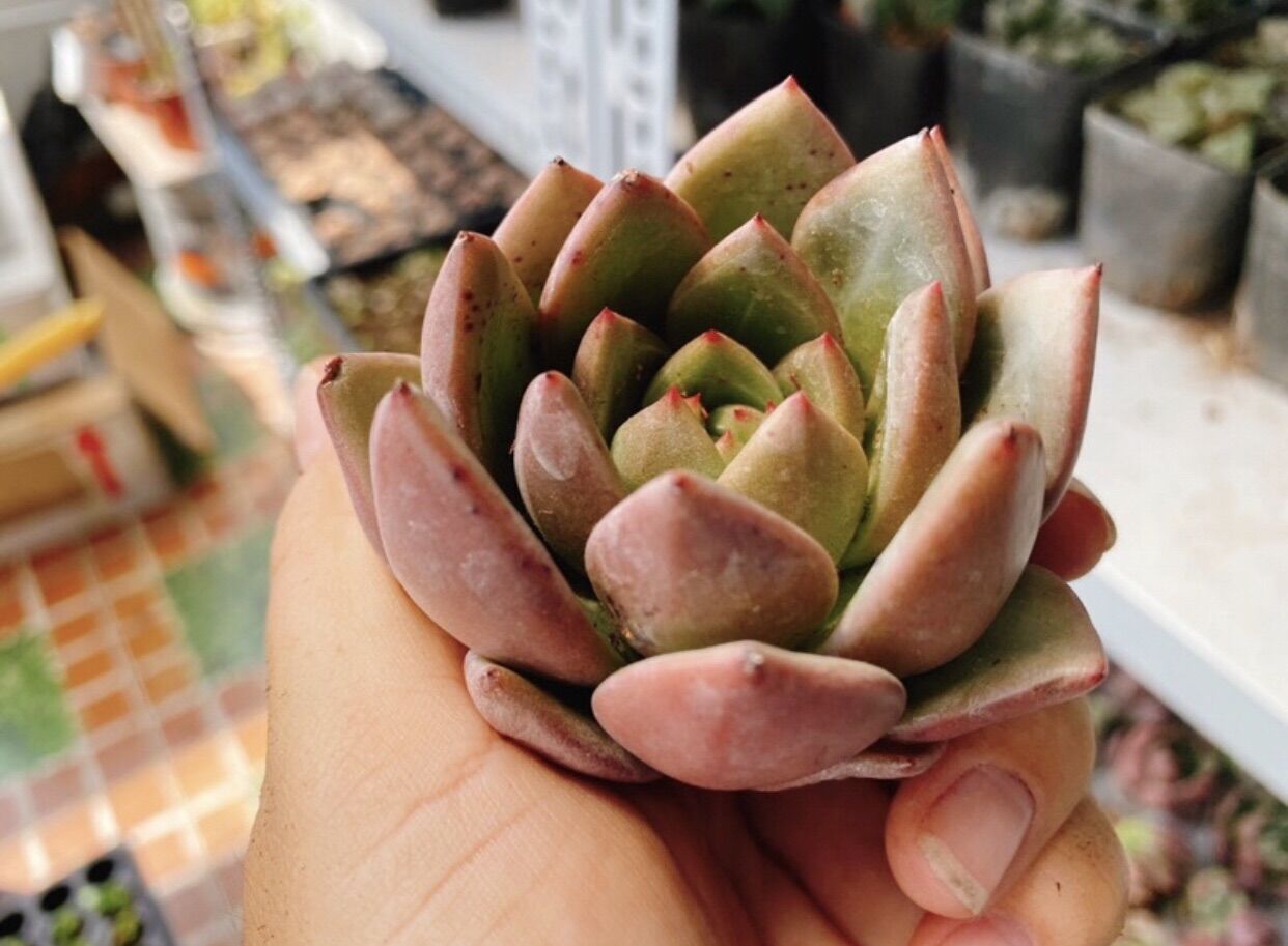 Sen đá pha lê Hồng size 6-7cm