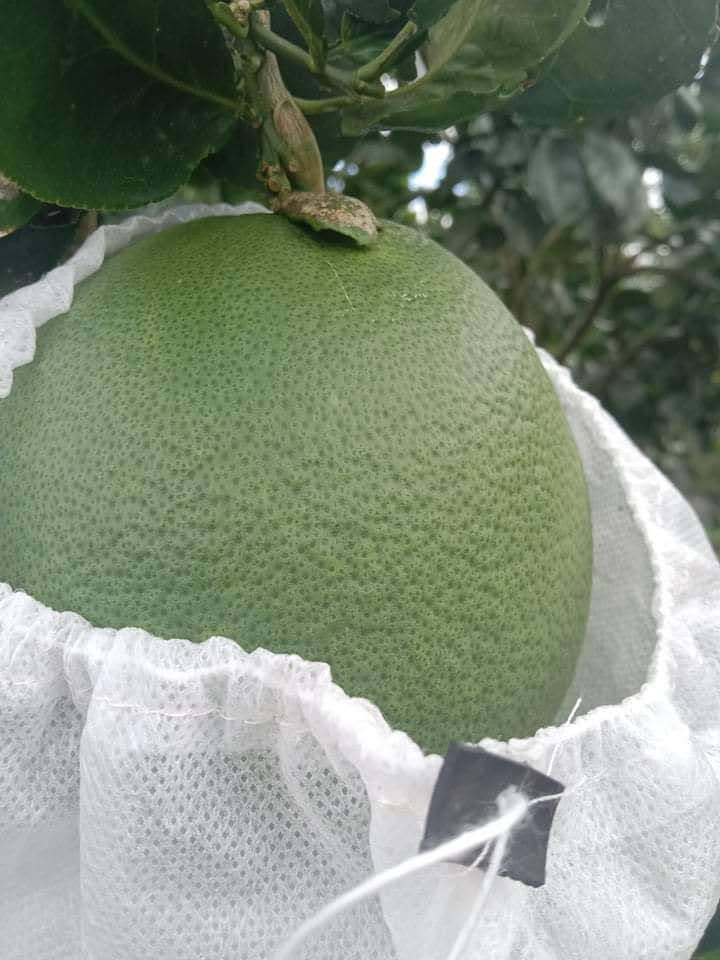 Túi vải bọc bưởi 50 cái
