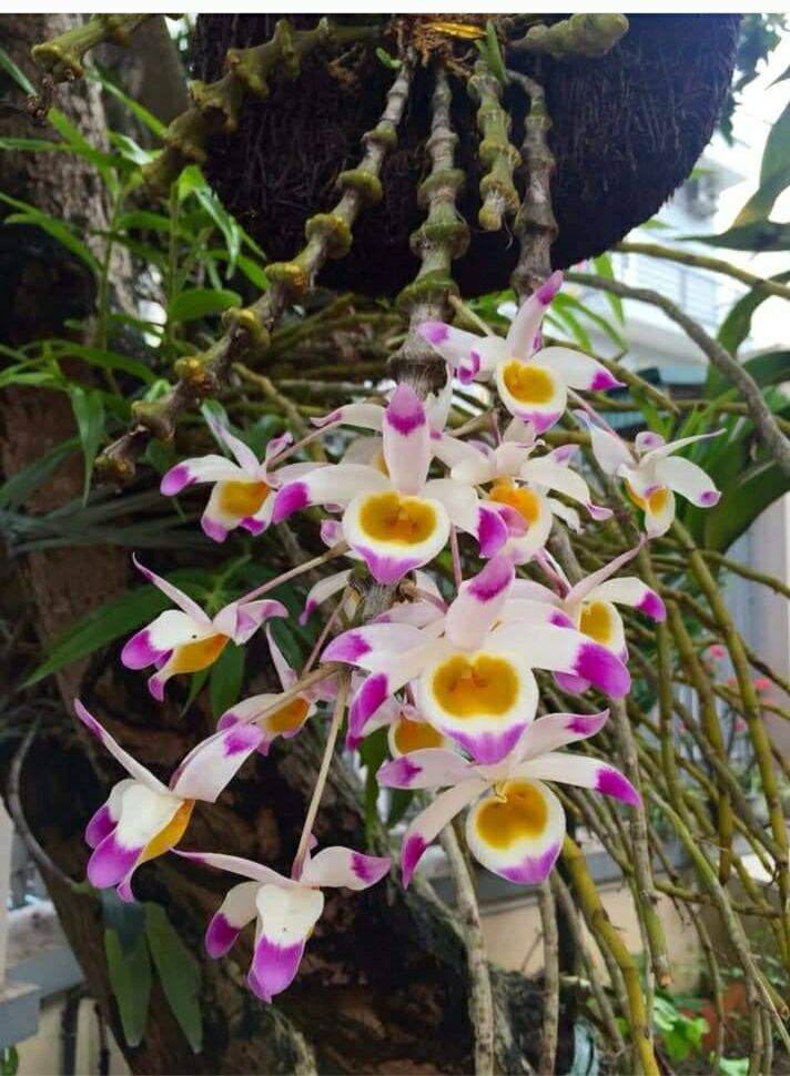 Hoa lan trúc phật bà đang  chậu đã bám rễ