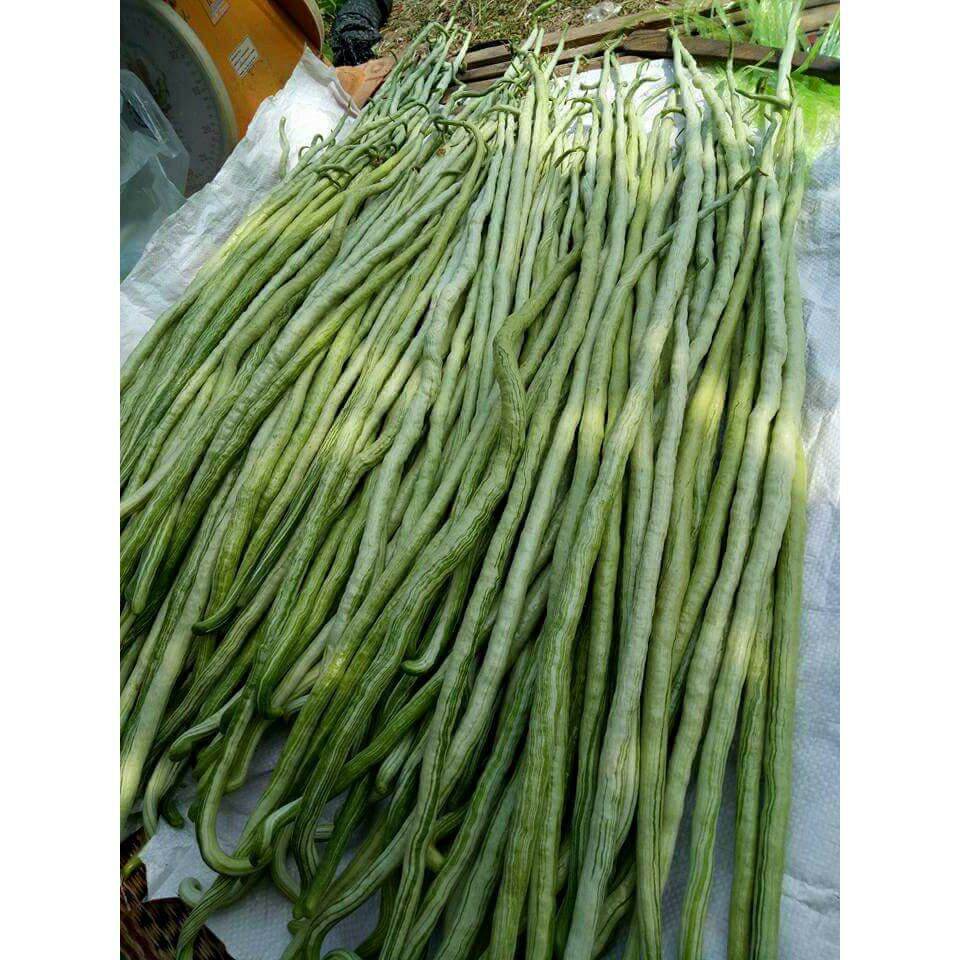 hạt giống Mướp rắn (mướp rồng nhật) - gói 5 hạt.