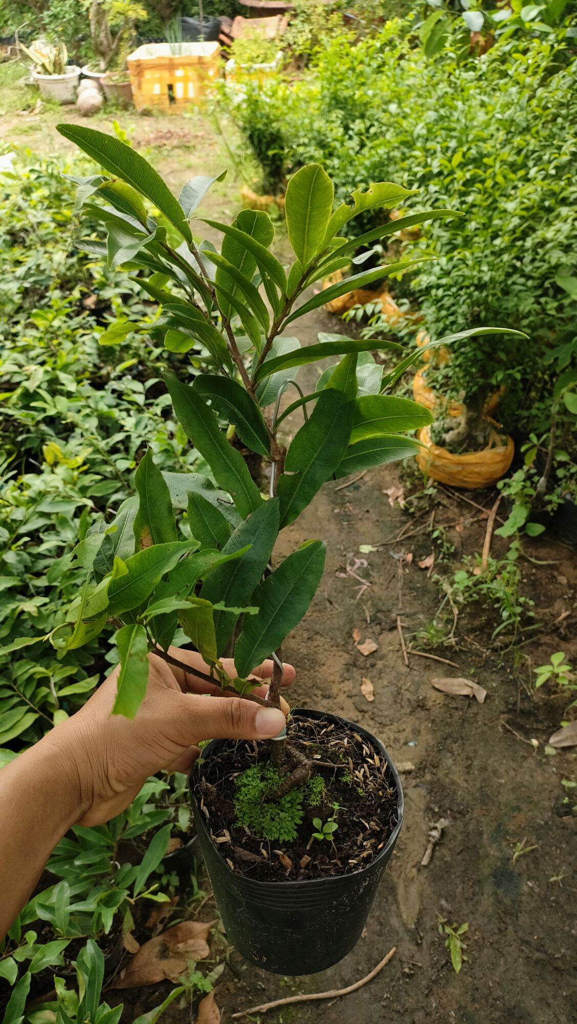 2026 Fragrant Apricot Tree Is 45-60cm Tall