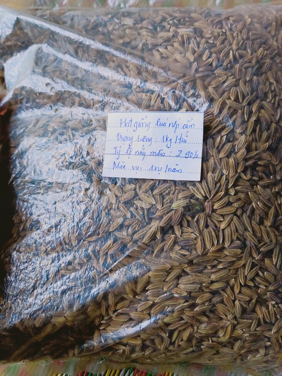 Hạt giống lúa nếp than (nếp đen tím) túi 1kg