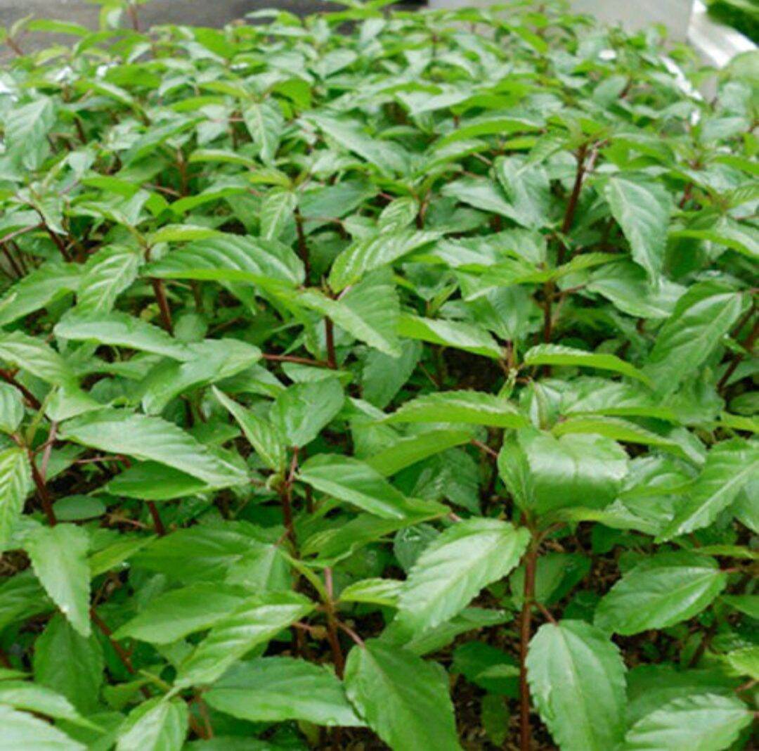 Hạt giống rau đay đỏ hn-13 gói 10g