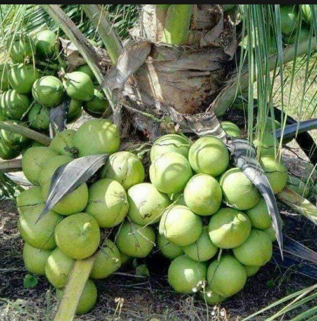 Dừa giống Xiêm Lùn Siêu Trái Chính Gốc Bến Tre