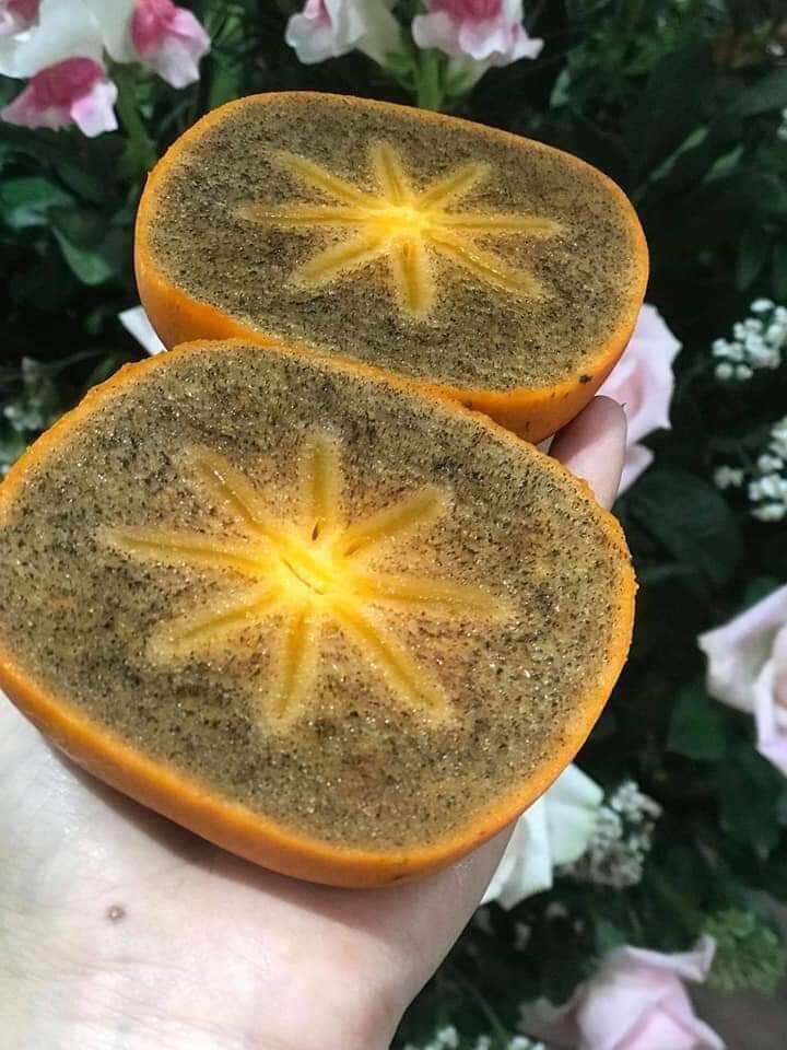 Cây giống hồng đen socola siêu sớm