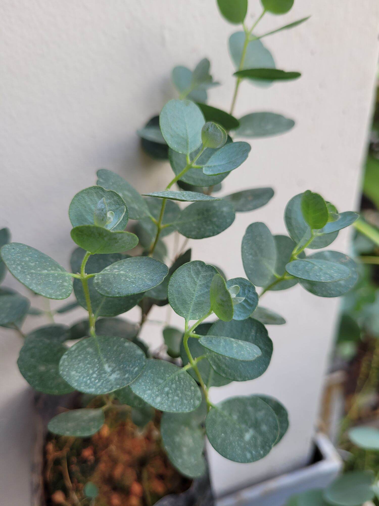 CÂY KHUYNH DIỆP - LÁ TIM ( WEBSTERIANA EUCALYPTUS)
