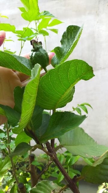 cây ổi ruby ruột đỏ, không hạt, bầu to, cây đẹp. mới về.