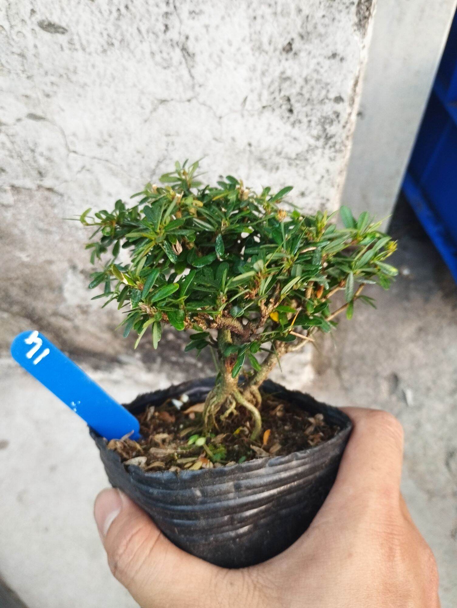 Linh sam 86 mini bonsai