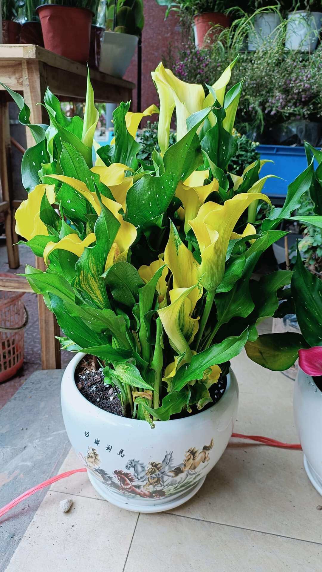2 Kg Phân Siêu Bật Mầm Hoa