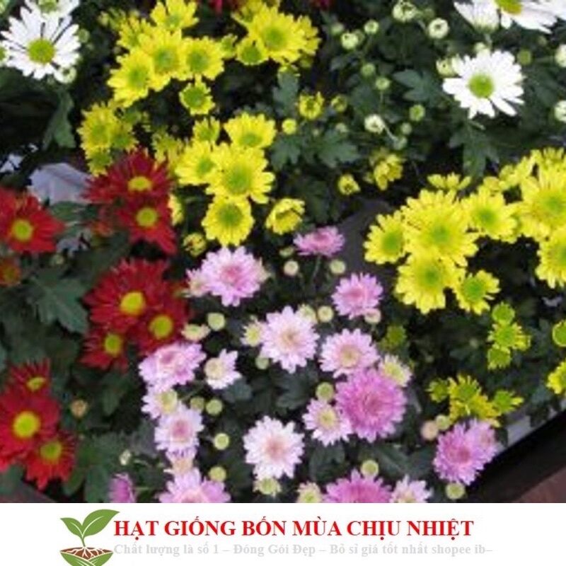 hạt giống cúc mâm xôi chuẩn tết