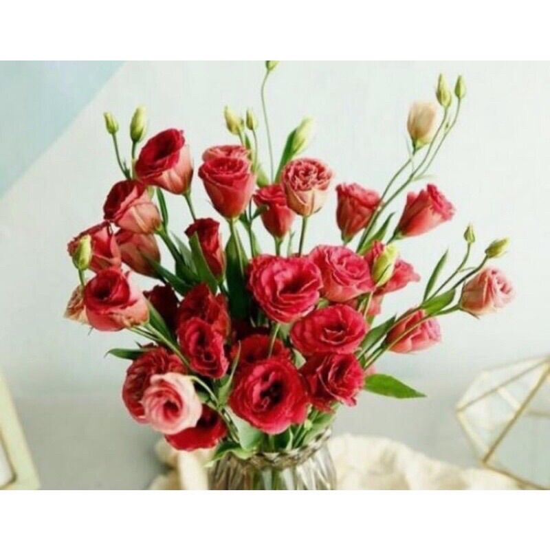 Cây hoa giống Cát Tường(tặng kèm phân bón)
