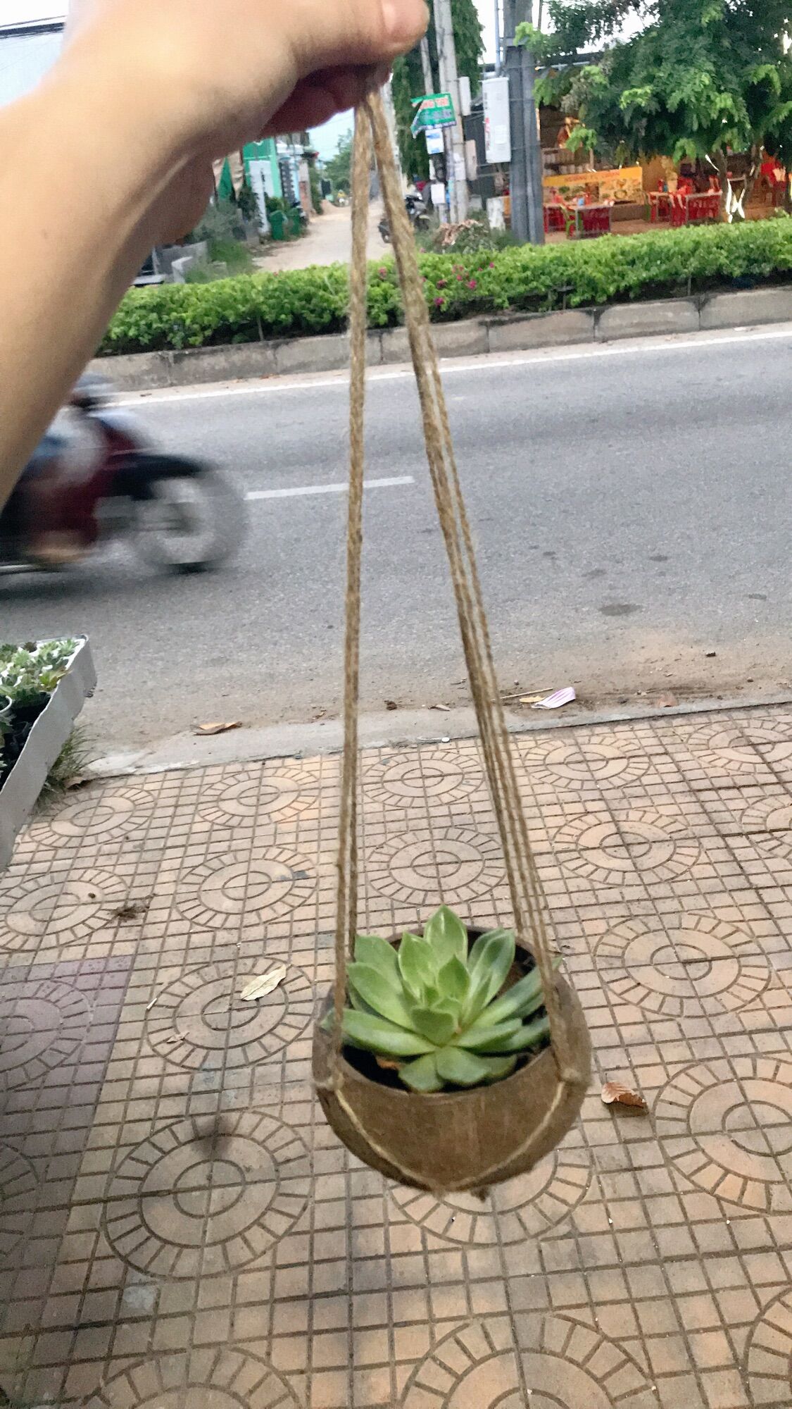 Chậu gáo dừa kèm dây treo
