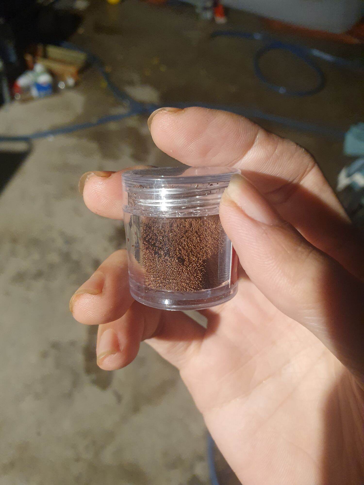 Artemia Lon Vàng chiết lẻ - thức ăn cá bột
