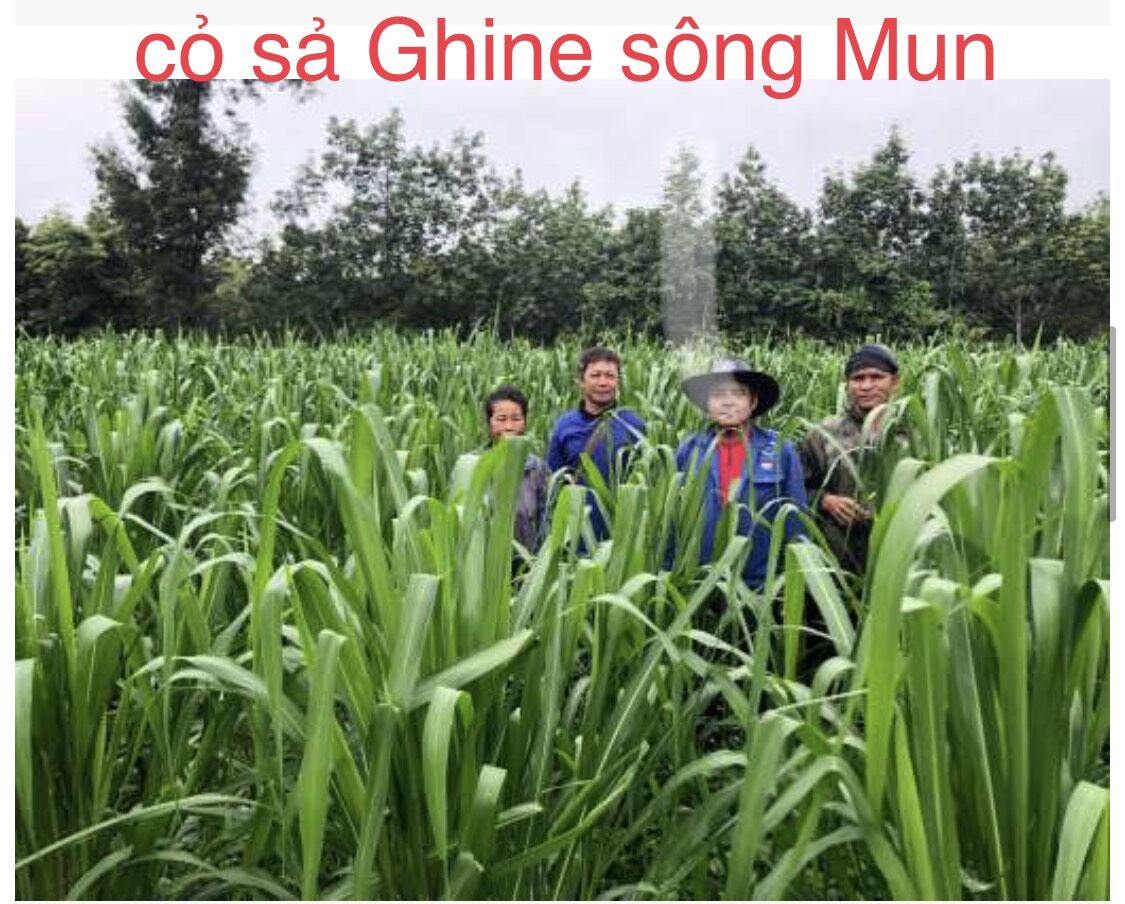 ghine sông mun 100g nhập thái lan (cỏ sả lá lớn 3 ngón tay)