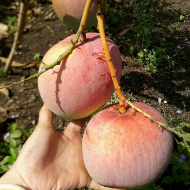 Cây Xoài Úc thơm ngon