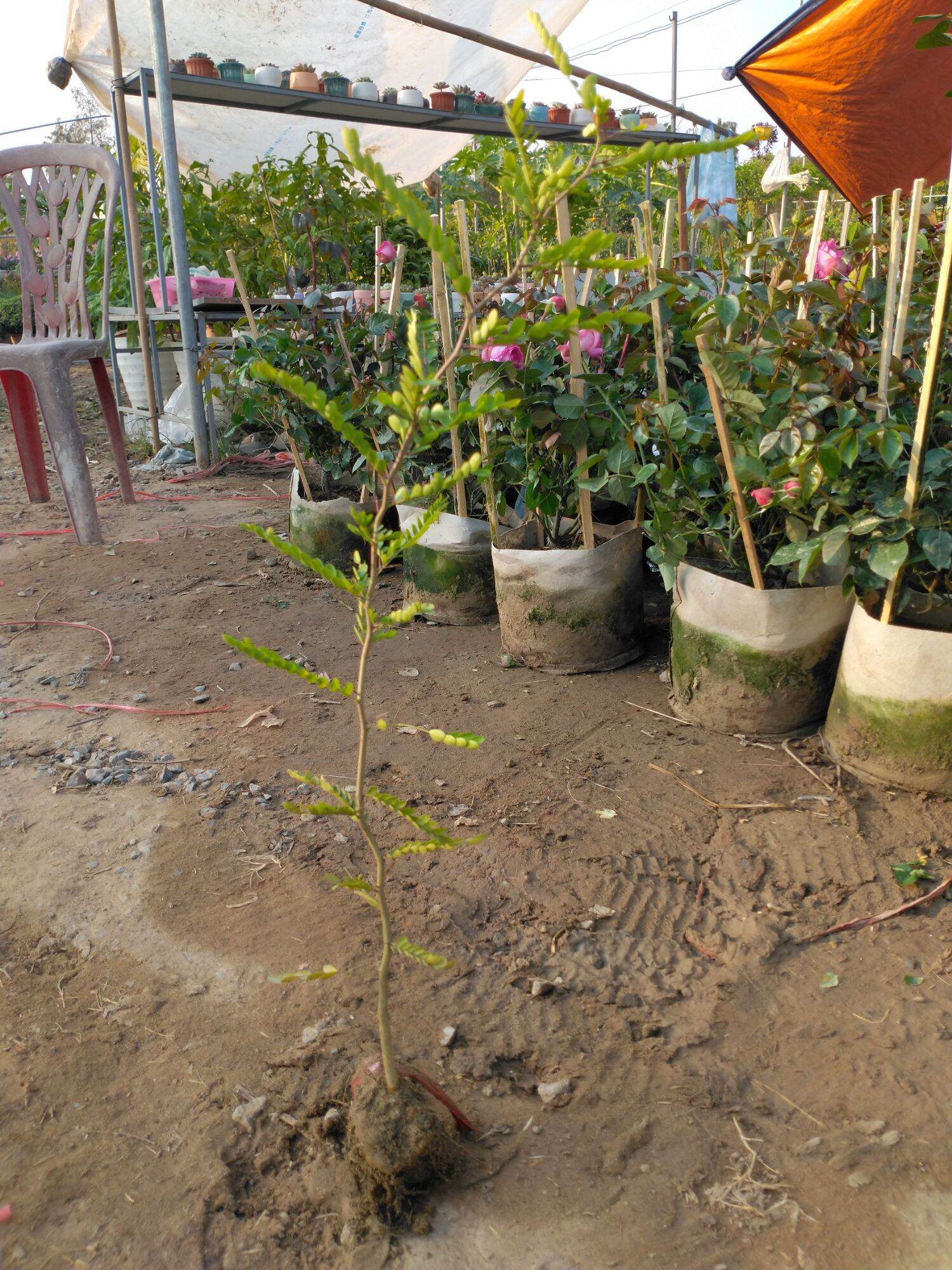 Cây giống bồ kết