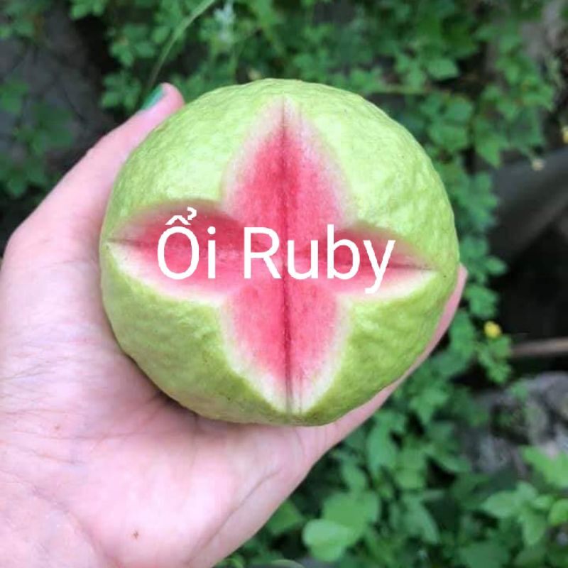 CÂY GIỐNG ỔI RUBY RUỘT ĐỎ