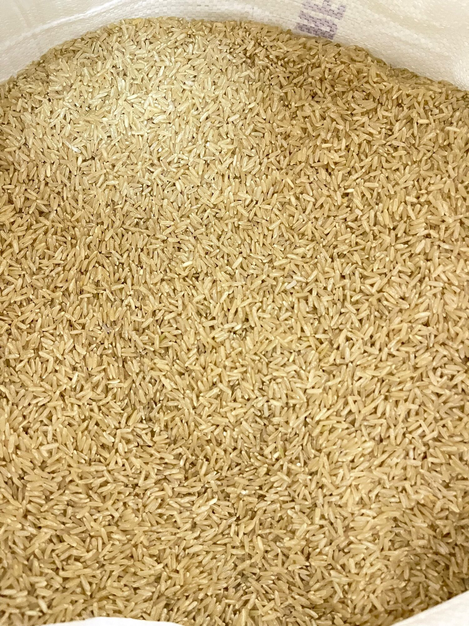 [HCM]NẾP LỨT SÁP NGỖNG ( HẠT DÀI)