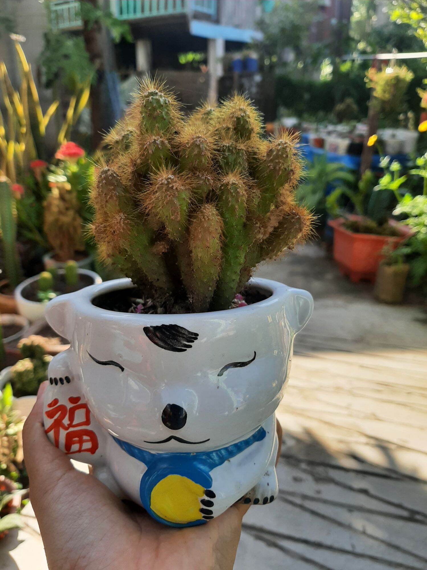 Đuôi khỉ 1 cây 50k ko châu
