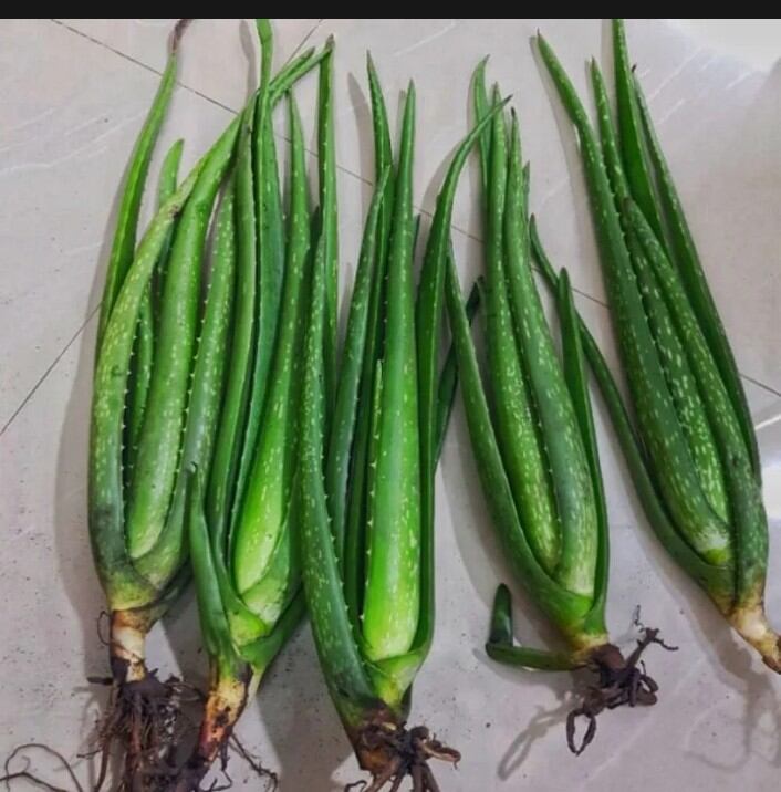 5 cây nha đam con - cây giống