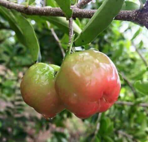 Cây sơri ngọt,cây sơ ri không cần chăm sóc nhiều vẫn cho trái sai.