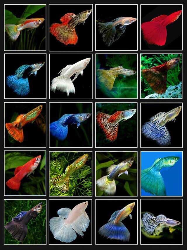 200 Gram Thức Ăn Cá Kiểng 7 Màu, Cá Vàng, Betta, Guppy, Dumbo