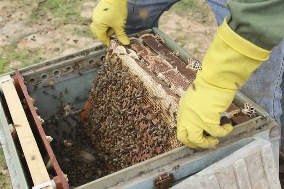 Mật ông hoa cà phê chai 1 lít