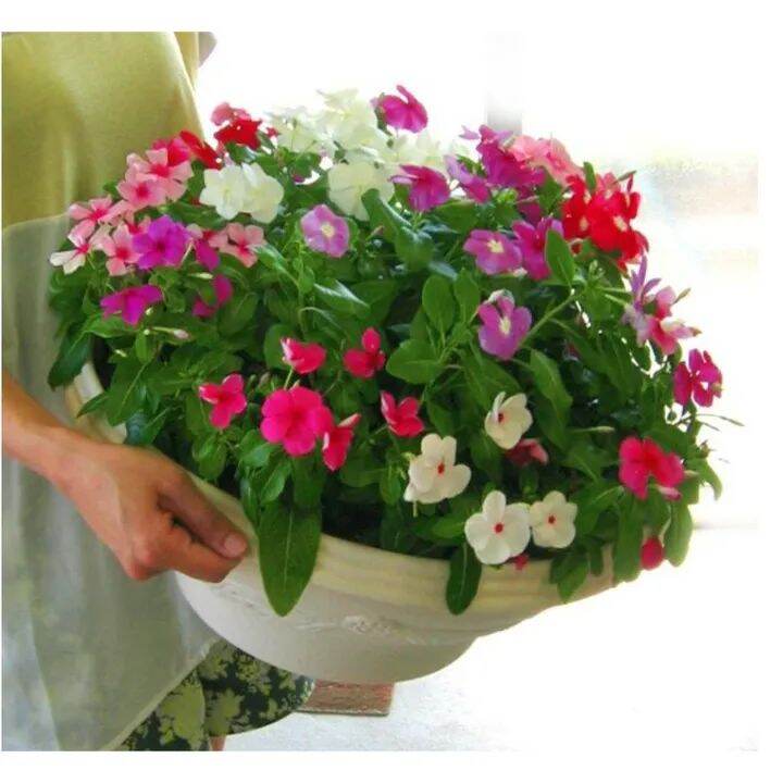 Hạt giống hoa dừa cạn
