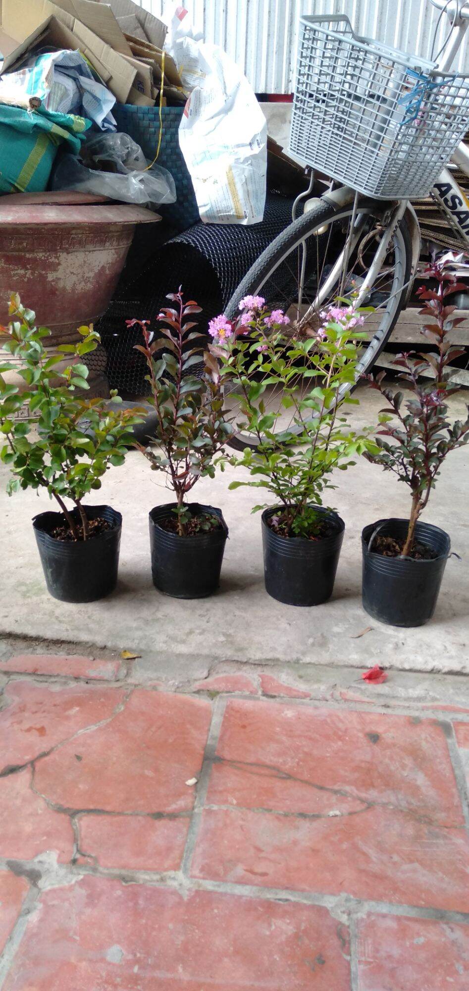 combo 5 loại Cây tường vi