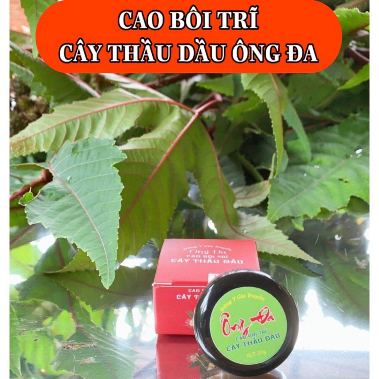 Cao bôi trĩ cây thầu dầu tía Ông Đa
