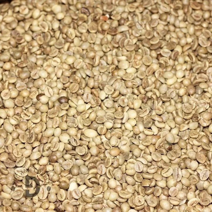 cà phê nhân sống chưa rang Robusta Buôn Ma Thuột - 300g
